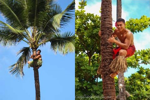 championship-on-climbing-to-palm-trees