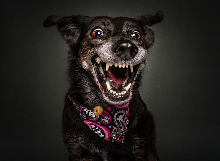dog11