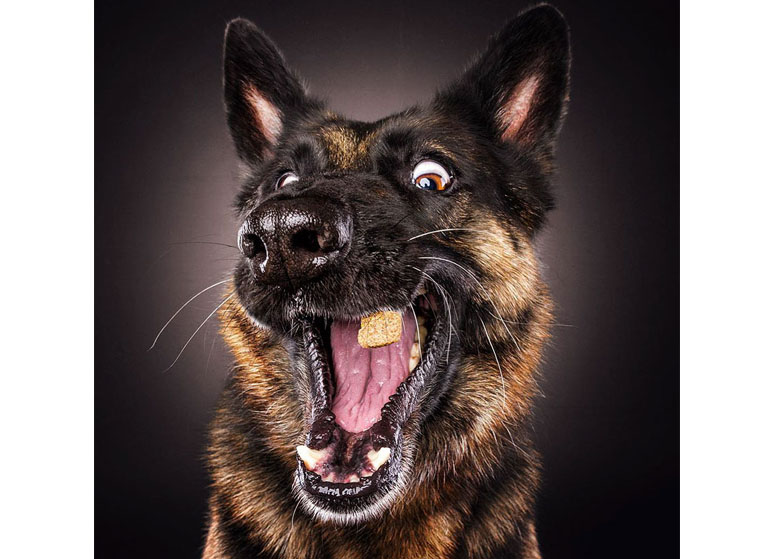 dog8